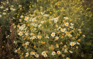 9 Types of Wildflowers to Plant in Your Garden