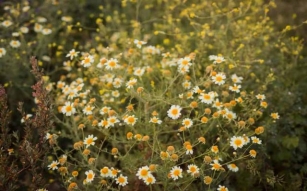 9 Types Of Wildflowers To Plant In Your Garden