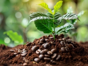 Stop Throwing Away Coffee Grounds! Here’s Why They’re Gold For Your Garden