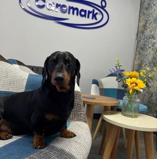 We Love Pets: Why They Make The Caremark Team Even Stronger