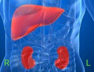 Best Food For Liver And Kidneys In 2024