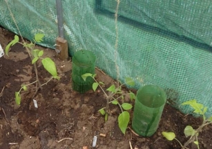 Finally Transplanting Tomatoes And Cucumbers Into Polytunnel