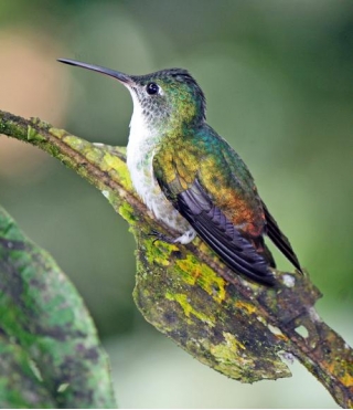 Sometimes Travel Is For The Birds: The Ecuadoran Andes