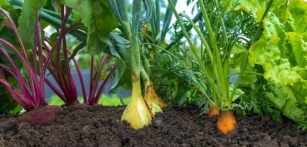 Why Companion Planting In The Garden Creates More Effective Growth