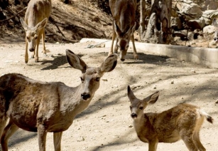 Plan To Kill Catalina Deer Using Sharpshooters In Copters Is Opposed By County