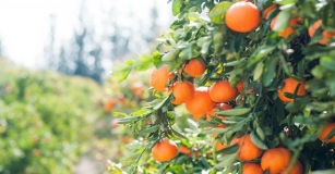 Fruit Picking With Smart Harvest Scheduling