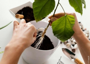 Mudar Uma Planta De Vaso: Veja Quando E Como