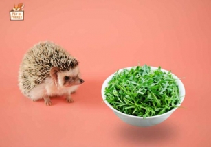 What Vegetables Can Hedgehogs Eat? Read This Before Adding Veggies To Your Hedgehog Meals 