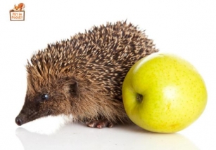 Can Hedgehogs Eat Apples? Are Fruits Safe For Hedgies? 