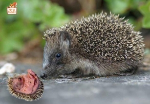 Do Hedgehogs Eat Their Babies? Exploring The Shocking Behavior Of Hedgies