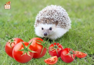Can Hedgehogs Eat Tomatoes? Know Properly