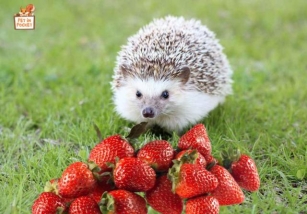 Can Hedgehogs Eat Strawberries? Everything You Need To Know 