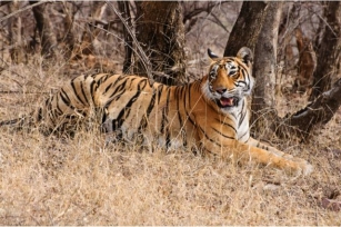 Golden Triangle Tour With Ranthambore By The Indian Golden Triangle Tour Company