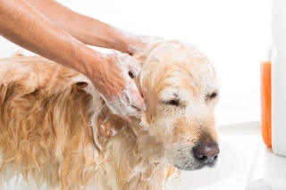 Dog Grooming; Tips And Tricks
