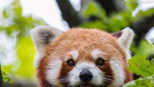 Protecting The Red Panda: Conservation Challenges