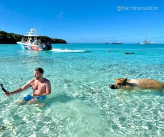 Swim With Pigs: Exploring The Charm Of Pig Beach In The Bahamas