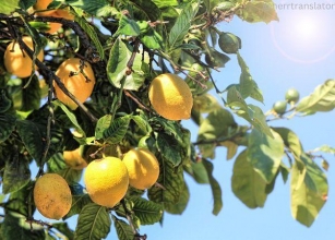 Lemon Origins: From Asia To Everywhere