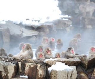 Jigokudani Onsen: Where Monkeys Bathe Too!