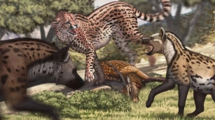Biggest Cheetah Ever Weighed 420lbs As Million-year-old 'colossal Cat' Remains Found – And Mistaken For Another Beast