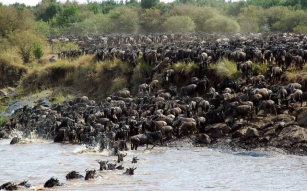 Best Time To See The Great Migration