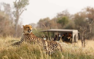 The Best Time For A Safari In Tanzania