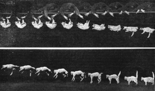 Anatomy Of The Spine And Tail Of Cats