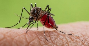 Mosquito Borne Disease Market Poised To Witness High Growth Due To Rising Prevalence Of Mosquito Borne Diseases Globally