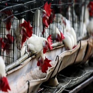 Overview Of Bird Flu  : Epidemic Threatens Poultry Industry Supply Chains
