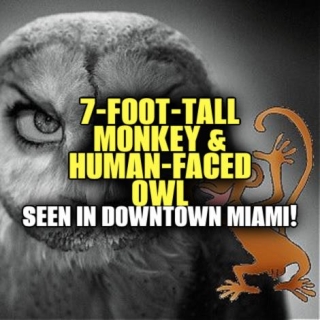 7-FOOT-TALL MONKEY & HUMAN-FACED OWL Seen In Downtown Miami!