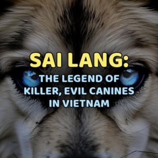SAI LANG: The Legend Of Killer, Evil Canines In Vietnam
