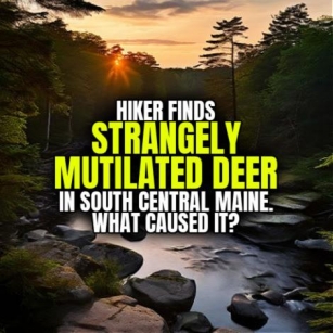 Hiker Finds STRANGELY MUTILATED DEER In South Central Maine. What Caused It?