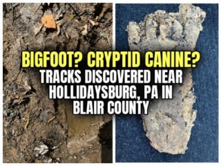 BIGFOOT? CRYPTID CANINE? Tracks Discovered Near Hollidaysburg, PA In Blair County