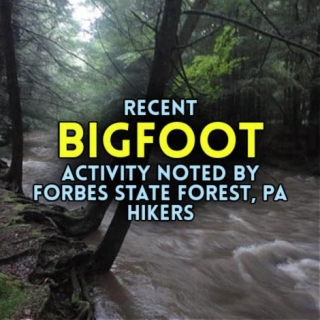 Recent BIGFOOT Activity Noted By Forbes State Forest, PA Hikers