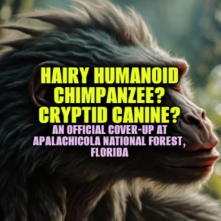 HAIRY HUMANOID: CHIMPANZEE? CRYPTID CANINE? - An Official Cover-Up At Apalachicola National Forest, Florida
