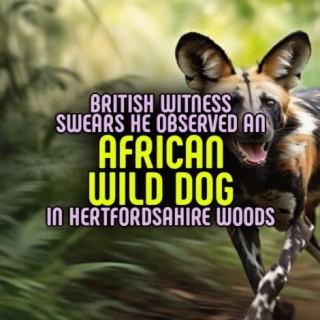 British Witness Swears He Observed An AFRICAN WILD DOG In Hertfordshire Woods