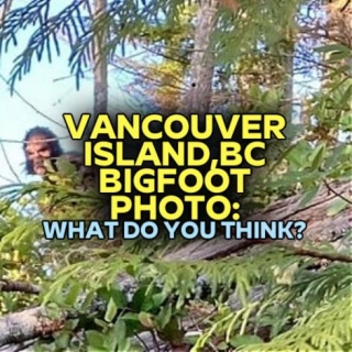 VANCOUVER ISLAND, BC BIGFOOT PHOTO: What Do You Think?
