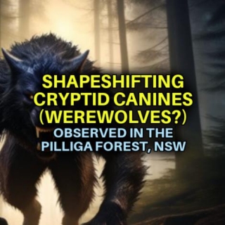 SHAPESHIFTING CRYPTID CANINES (WEREWOVES?) Observed In The Pilliga Forest, NSW