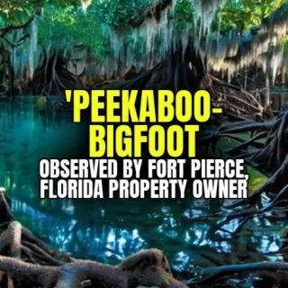 'PEEKABOO' BIGFOOT Observed By Fort Pierce, Florida Property Owner