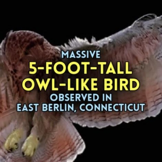 Massive 5-FOOT-TALL OWL-LIKE BIRD Observed In East Berlin, Connecticut