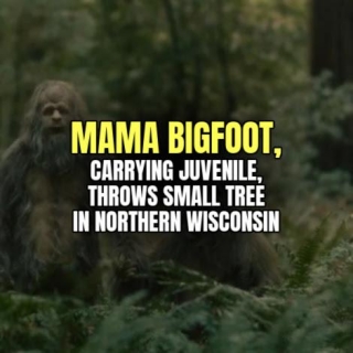 MAMA BIGFOOT, Carrying Juvenile, Throws Small Tree In Northern Wisconsin