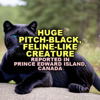 HUGE PITCH-BLACK, FELINE-LIKE CREATURE Reported In Prince Edward Island, Canada