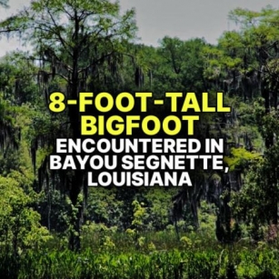 8-FOOT-TALL BIGFOOT Encountered In Bayou Segnette, Louisiana