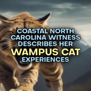 Coastal North Carolina Witness Describes Her WAMPUS CAT Experiences