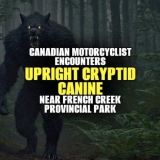 Canadian Motorcyclist Encounters UPRIGHT CRYPTID CANINE Near French Creek Provincial Park