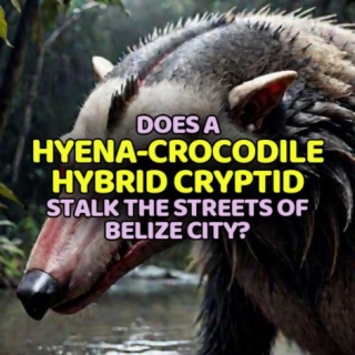 Does A HYENA-CROCODILE HYBRID CRYPTID Stalk The Streets Of Belize City?