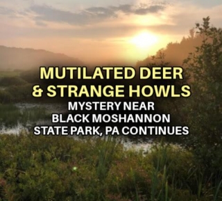 MUTILATED DEER & STRANGE HOWLS Mystery Near Black Moshannon State Park, PA Continues