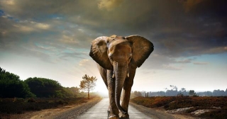 Elephant Road Sunrise
