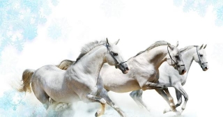Three White Horse Paintings