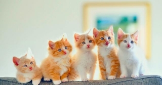 Golden Cute Cats