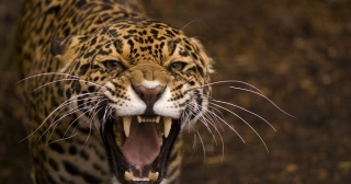 Jaguar With Angry Face
